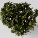 Flower 2
